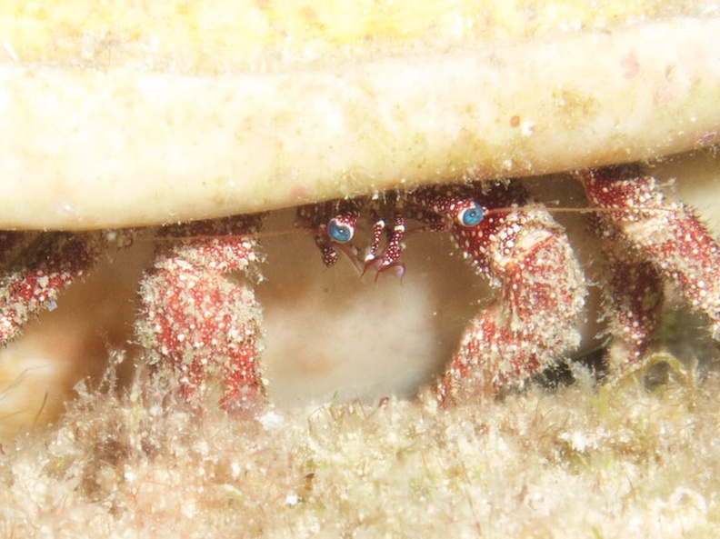 078  White Speckled Hermit Crab IMG_8771 - Version 2.jpg