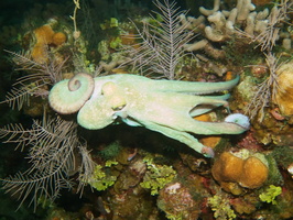 082  Caribbean Reef Octopus IMG_8778