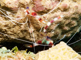 015  Banded Coral Shrimp  IMG_8541