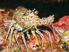 038  Spiny Lobster IMG_8585
