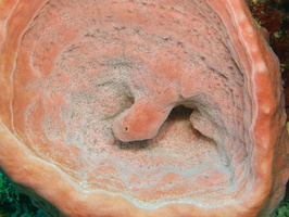 042  Barrel Sponge with what looks like a uvula IMG_8596