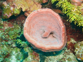 043  Barrel Sponge with what looks like a uvula IMG_8597