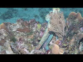 Roatan 2018 Caribbean Reef Octopus