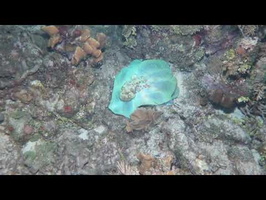 Roatan 2018 Caribbean Reef Octopus 2