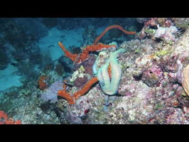 Roatan 2018 Caribbean Reef Octopus 3
