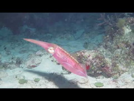 Roatan 2018 Caribbean Reef Squid