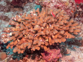 Coral full of fish IMG 0043