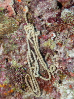 Straited Sea Cucumber  Poop IMG 0054