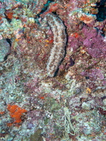 Straited Sea Cucumber  and Poop IMG 0055