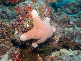 Pin Cushion Starfish IMG 0058