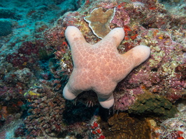 Pin Cushion Starfish  IMG 0059