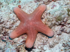 Pin Cushion Starfish IMG 0062