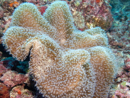 Alcyonacea (Soft Coral) IMG 0071
