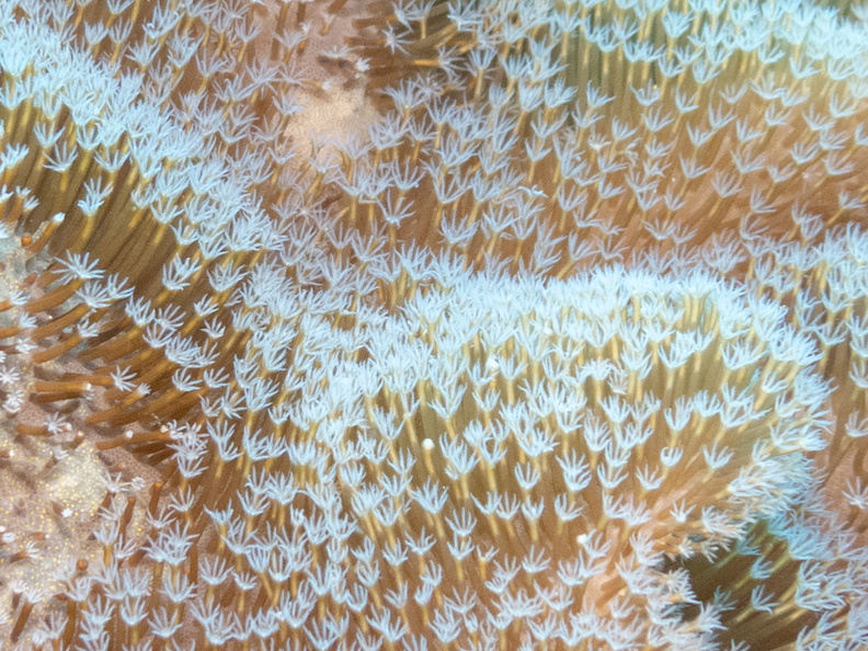 Alcyonacea (Soft Coral) IMG_0071-2.jpg