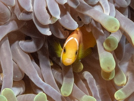 Maldoves Anemonefish  in Magnificent Sea Anemone IMG 0081