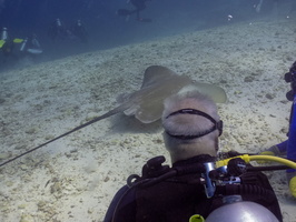 Steve with Pink Whipray  IMG 0114