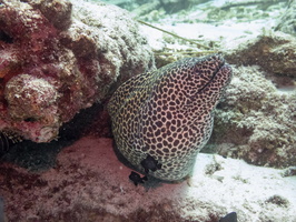 Honeycomb Moray IMG 0123