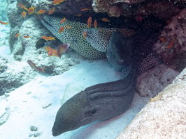 Honeycomb Morays and Giant Morays IMG 0125