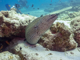 Honeycomb Moray IMG 0127