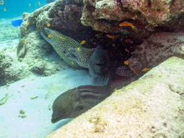 Honeycomb and Giant Morays IMG 0128