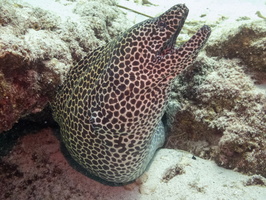 Honeycomb Moray IMG 0133