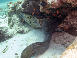 Honeycomb and Giant Morays IMG 0135