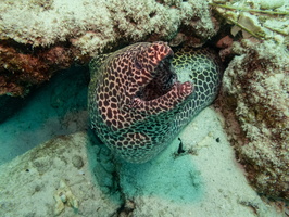 Honeycomb Moray IMG 0137