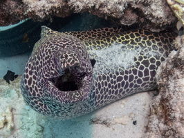 Honeycomb Moray IMG 0140