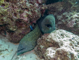 Giant and Honeycomb Morays IMG 0144