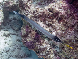 Trumpefish MG 0147