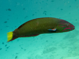 African Rainbow Wrasse IMG 0148