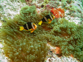 Clark s Anemonefish on Bulb-tentacle  Anemone IMG 0156