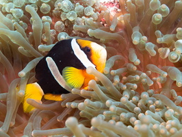 Clark s Anemonefish  on Bulb-tentacle  AnemoneIMG 0159