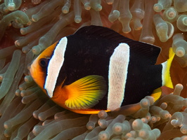 Clark s Anemone fish on Bulb-tentacle  AnemoneIMG 0160