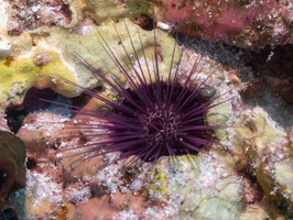 Urchin IMG 0166