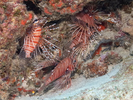 Spotfin Lionfish IMG 0170