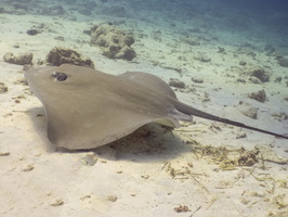 Pink Whipray  IMG 0109-Edit