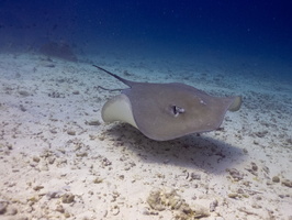 Pink Whipray IMG 0115-Edit