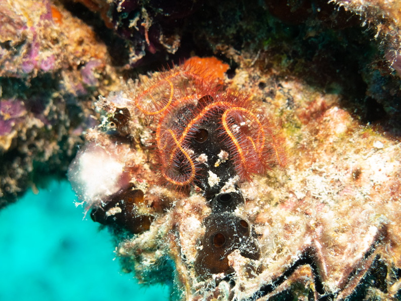 Soft Coral Brittle Star on Honeycomb  Oyster IMG_0174.jpg