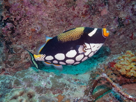 Clown Triggerfish IMG 0181