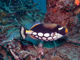 Clown Triggerfish IMG 0183