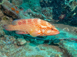 Coral Grouper IMG 0186