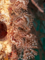 Indian Tube Worm IMG 0194