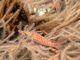 Longnose Hawkfish IMG 0196