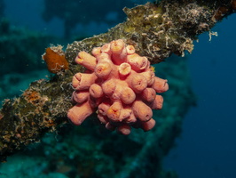 Faulkner s  Coral IMG 0199