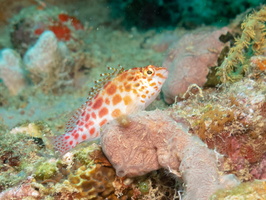 Spotted Hawkfish IMG 0200