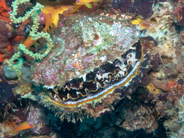 Variable Thorny Oyster IMG 0201