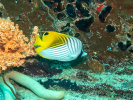 Threadfin Butterflyfish IMG 0202