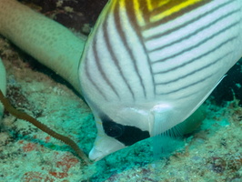 Threadfin Butterflyfish IMG 0203