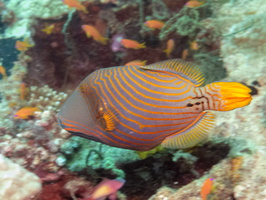 Striped Triggerfish IMG 0205